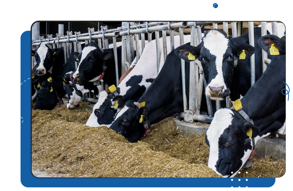 Professional Standards in Agribusiness